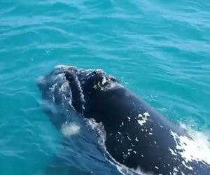A Southern Right Whale Adventure While Staying at Schooner House