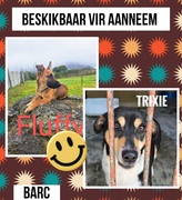 Meet Two Beautiful Dogs Looking for Loving Homes!