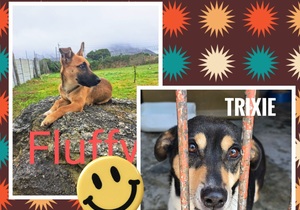 Meet Two Beautiful Dogs Looking for Loving Homes!