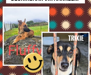 Meet Two Beautiful Dogs Looking for Loving Homes!