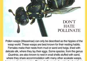 Under the Microscope: A Close Look at a Pollen Wasp