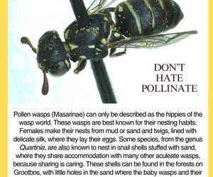 Under the Microscope: A Close Look at a Pollen Wasp