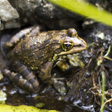 bettys_bay_outdoot_things_to_do_harold_porter_botanical_garden_frog_at_pond_1572354524_1728908357