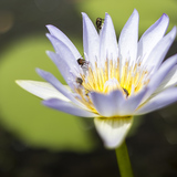 bettys_bay_outdoot_things_to_do_harold_porter_botanical_garden_water_lilly_1572354334_1728908357