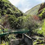 bettys_bay_things_to_do_harold_porter_botanical_garden_bridge_1572354930_1728908355