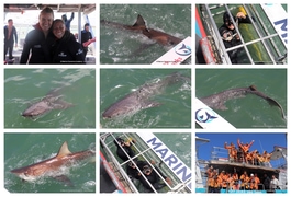 Daily Blog: 14 October 2024 | Shark Cage Diving in South Africa