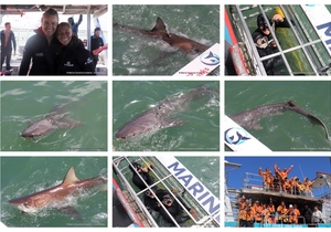 Daily Blog: 14 October 2024 | Shark Cage Diving in South Africa