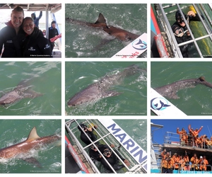 Daily Blog: 14 October 2024 | Shark Cage Diving in South Africa