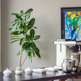 Coffee - Blue Goose - Xplorio™ Gansbaai