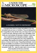 Damselflies Under the Microscope