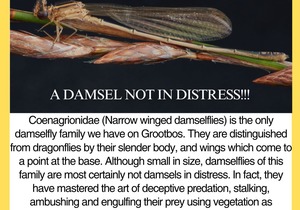 Damselflies Under the Microscope