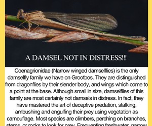 Damselflies Under the Microscope