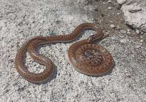 Sundevall's Shovel-snouts Spotted in Walker Bay