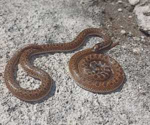 Sundevall's Shovel-snouts Spotted in Walker Bay