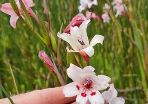 Fynbos Wildflowers in Bloom
