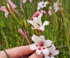 Fynbos Wildflowers in Bloom