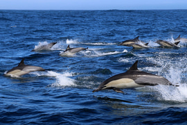 Experience Dolphin Pods in Gansbaai