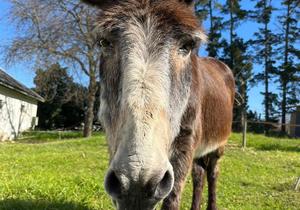 Pedro the Donkey Turns 40 at EARS Sanctuary