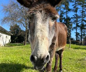 Pedro the Donkey Turns 40 at EARS Sanctuary