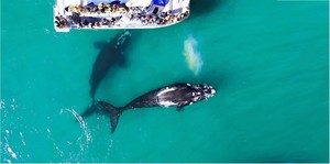 ‘A Sea of Experiences with a Place for All’