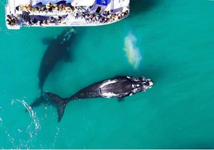 ‘A Sea of Experiences with a Place for All’