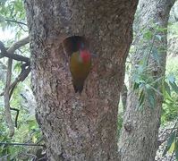 Olive Woodpecker Nest Captured!