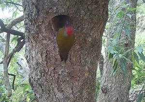 Olive Woodpecker Nest Captured!