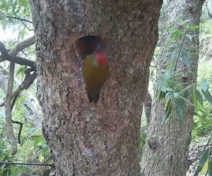 Olive Woodpecker Nest Captured!