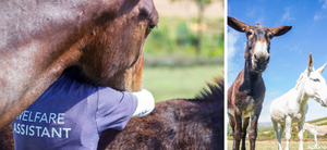 LEAVE A LEGACY: Support EARS Donkey Sanctuary