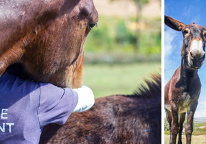 LEAVE A LEGACY: Support EARS Donkey Sanctuary