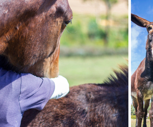 LEAVE A LEGACY: Support EARS Donkey Sanctuary