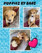 Adopt Puppies at BARC Gansbaai Animal Welfare