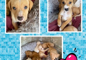 Adopt Puppies at BARC Gansbaai Animal Welfare