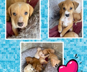 Adopt Puppies at BARC Gansbaai Animal Welfare