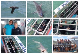 Daily Blog: 21 October 2024 | Shark Cage Diving in South Africa