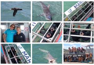 Daily Blog: 21 October 2024 | Shark Cage Diving in South Africa