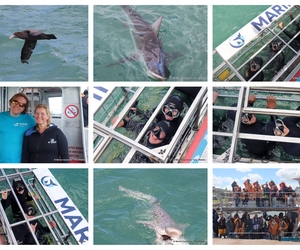 Daily Blog: 21 October 2024 | Shark Cage Diving in South Africa