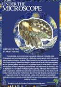 Microscope Magic: Weevil of the Starry Night