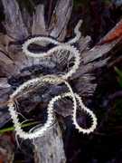 Nature’s Intricate Masterpiece Uncovered at Grootbos