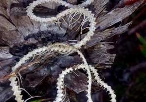 Nature’s Intricate Masterpiece Uncovered at Grootbos