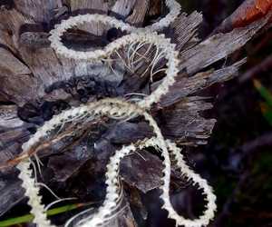 Nature’s Intricate Masterpiece Uncovered at Grootbos