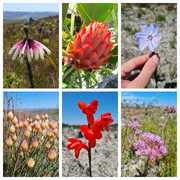 Mini BioBlitz at Grootbos Foundation!