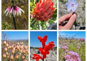 Mini BioBlitz at Grootbos Foundation!