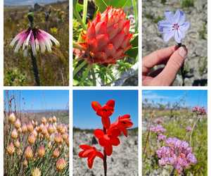Mini BioBlitz at Grootbos Foundation!