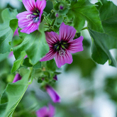 Plants and Flowers - Healing Hands Massage Therapy - Xplorio™ Gansbaai