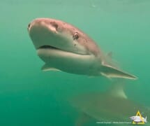 Fun Facts About Sevengill Cow Sharks