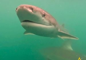 Fun Facts About Sevengill Cow Sharks