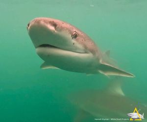 Fun Facts About Sevengill Cow Sharks