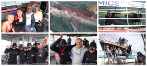 Daily Blog: 26 October 2024 | Shark Cage Diving in South Africa