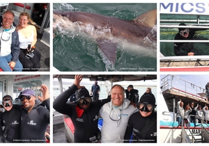 Daily Blog: 26 October 2024 | Shark Cage Diving in South Africa